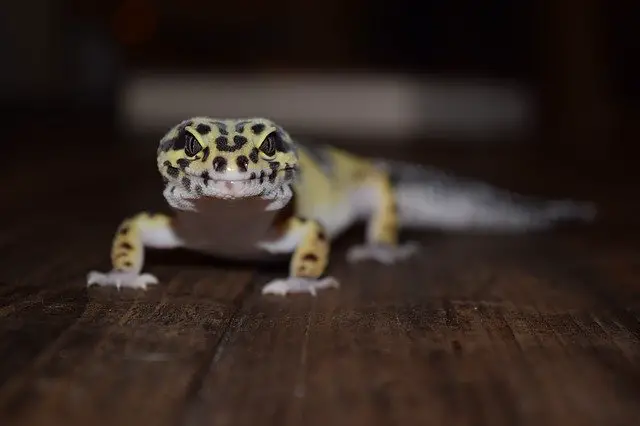 A photo of a pet leopard gecko