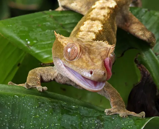 A photo of a crested gecko climbing a branch