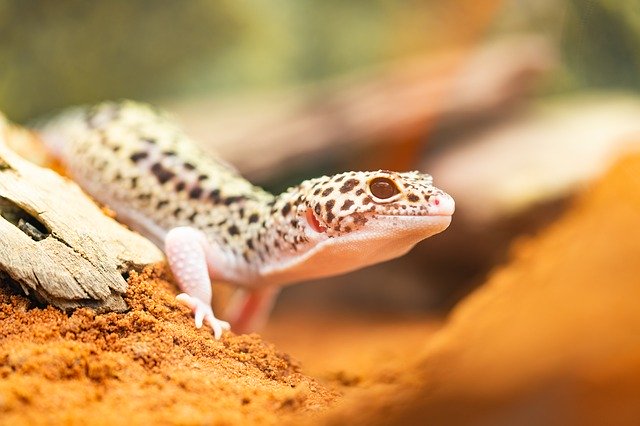 A photo of a leopard gecko in its tank