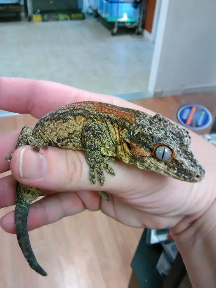 A photo of a gargoyle gecko on a hand