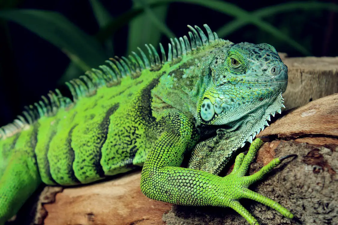 A photo of a green iguana