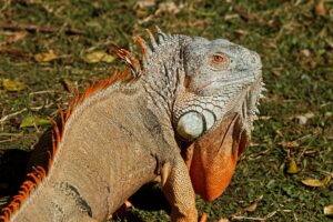 iguana diet