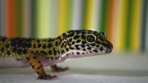 leopard gecko diet