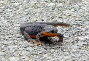are salamanders poisonous?
