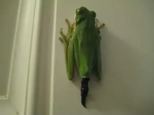 A photo of a frog pooping up a vertical door frame
