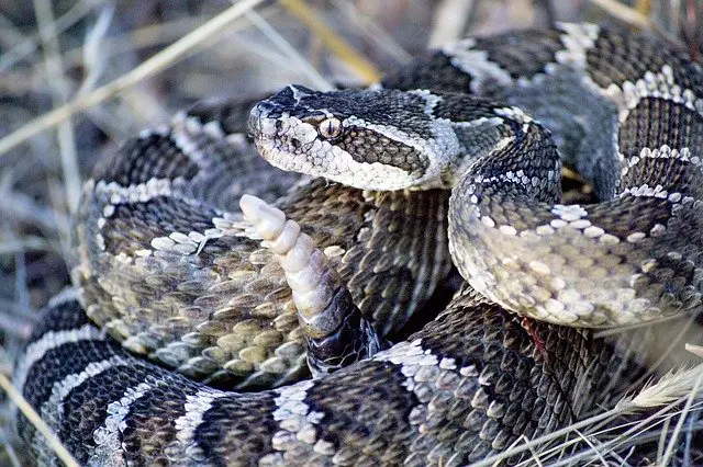 A photo of a mother rattlesnake