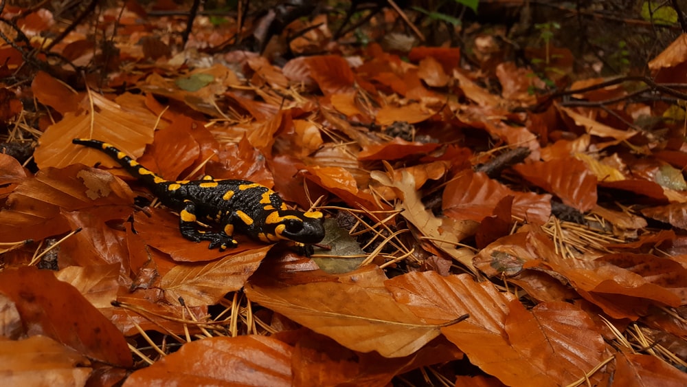 A photo of a black and yellow toxic salamander