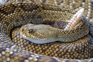 do rattlesnakes nurse their young? 