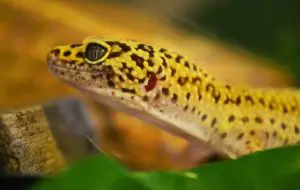 leopard gecko sneezing