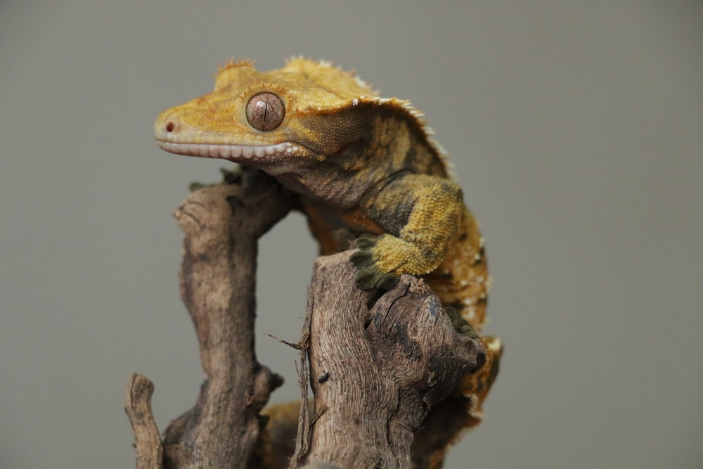 A photo of a crested gecko in a misted tank