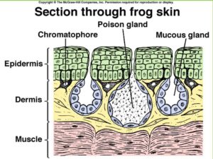 A diagram showing how a frogs skin is made up