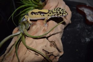 Are leopard geckos nocturnal?