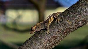Why do crested geckos fire up?