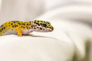 gecko sounds