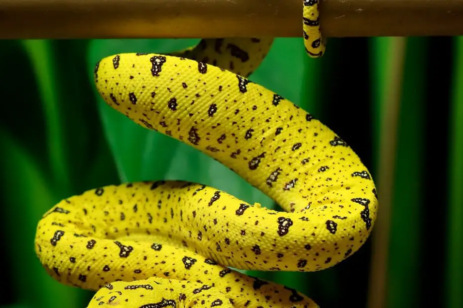 Do Pet Snakes Make Your House Smell Bad?