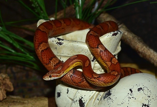 A photo of a snake climbing a hiding place