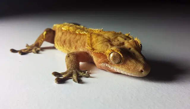 A photo of a crested gecko resting