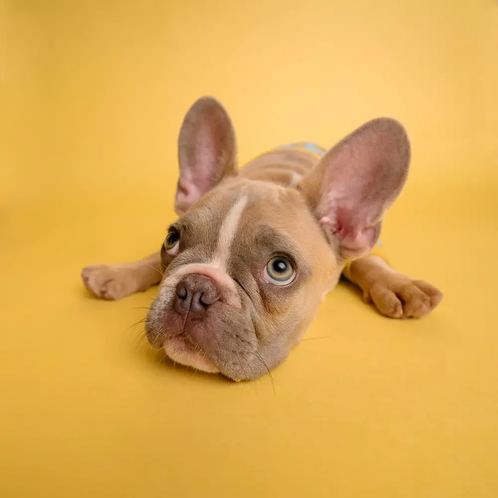 A photo of a mischievous looking french bulldog