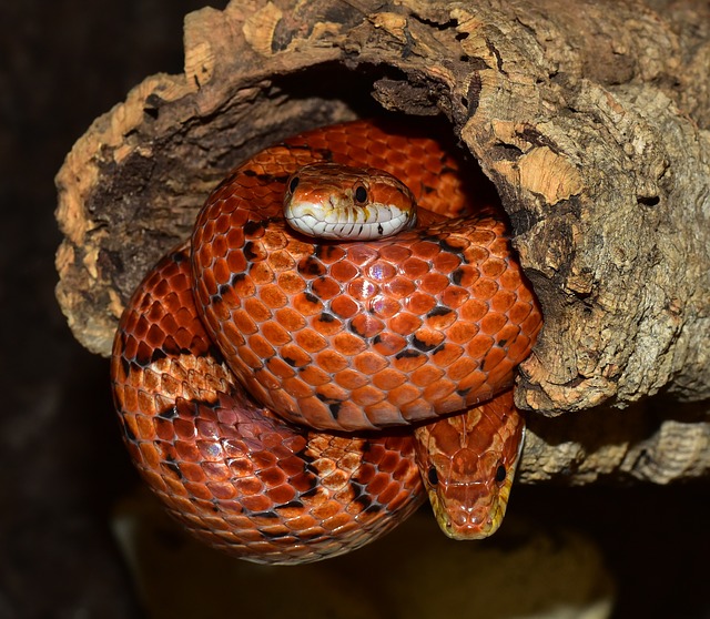 A photo of a corn snake coiled up and hiding.