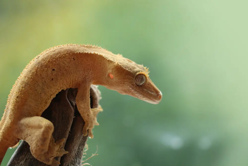 A photo of a crested gecko climbing