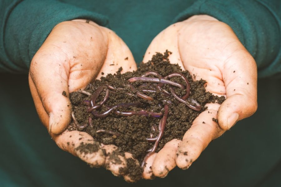 A photo of some earthworm for leopard gecko feeding