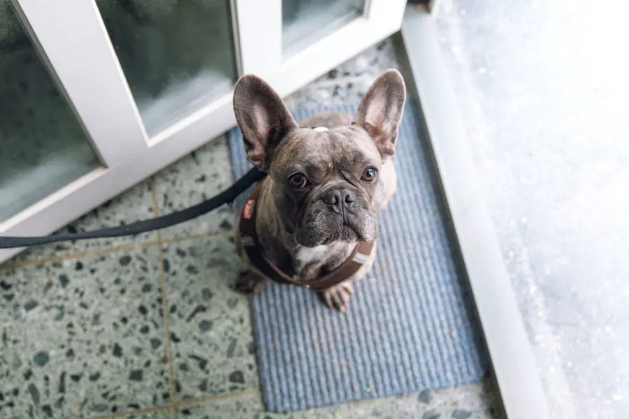 A pet french bulldog looking up to its owner