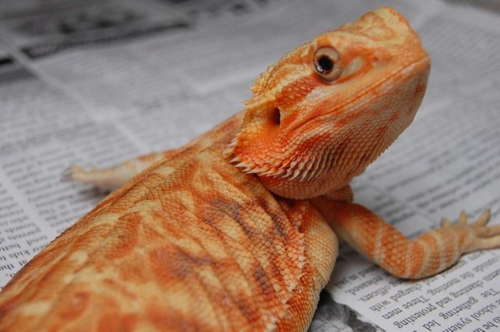 A photo of my leatherback bearded dragon