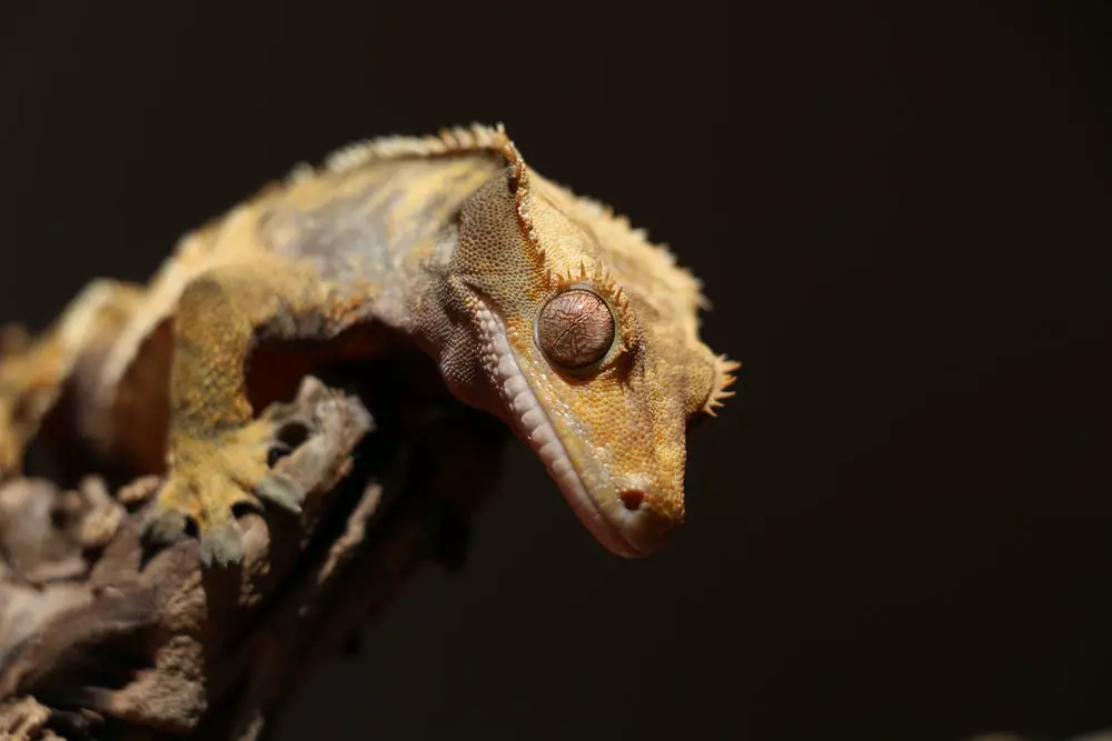 A photo of a crested gecko showing the detail of its eyes