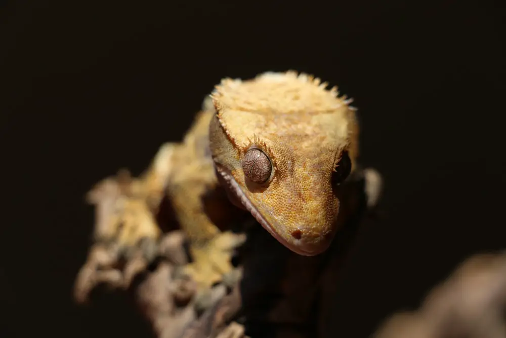 A photo of a happy crested gecko climbing a branch