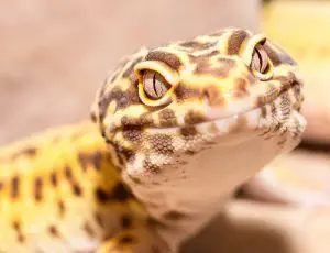 Why does my leopard gecko stare at me