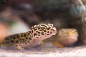 best leopard gecko name