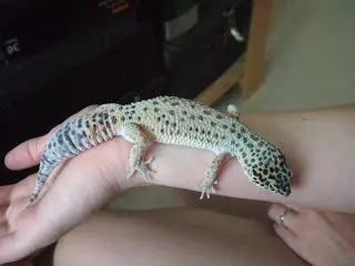 a photo of a leopard gecko that has turned pale and white