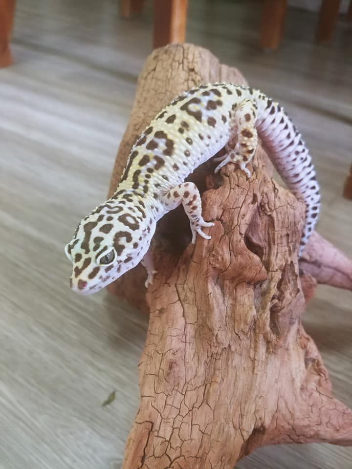 a photo of a leopard gecko climbing a branch