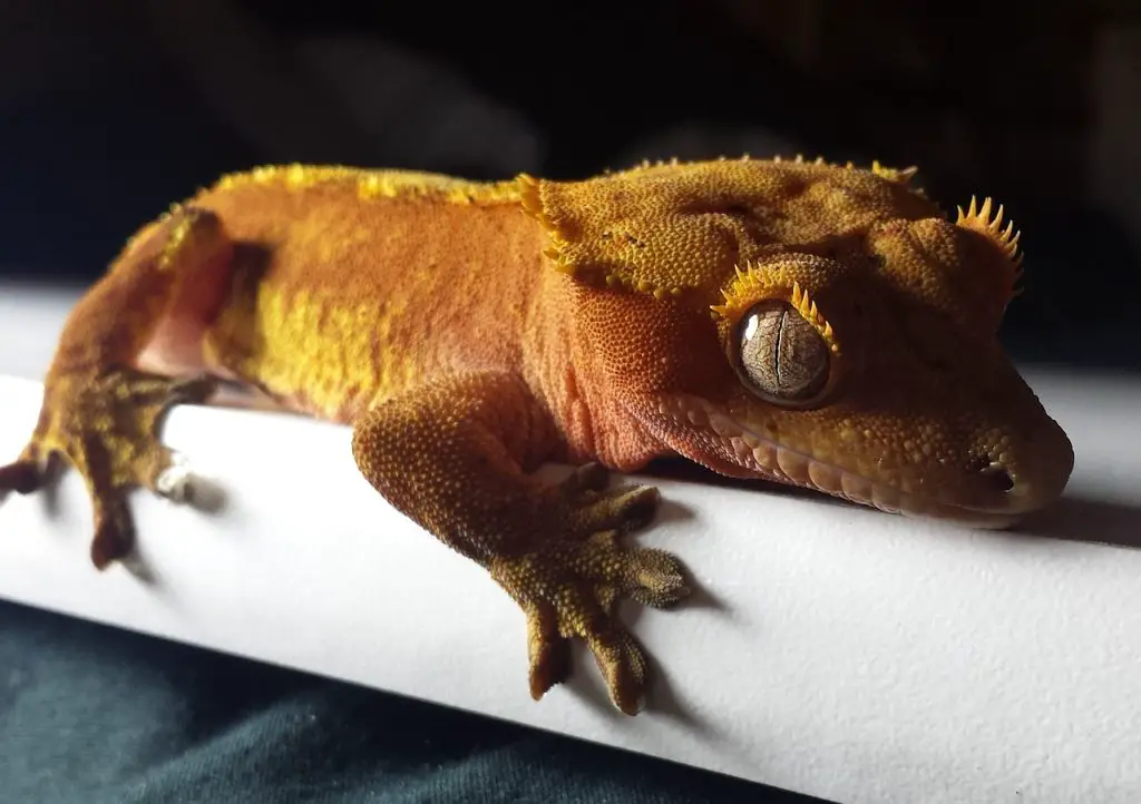 a photo of a relaxed crested gecko on a shelf
