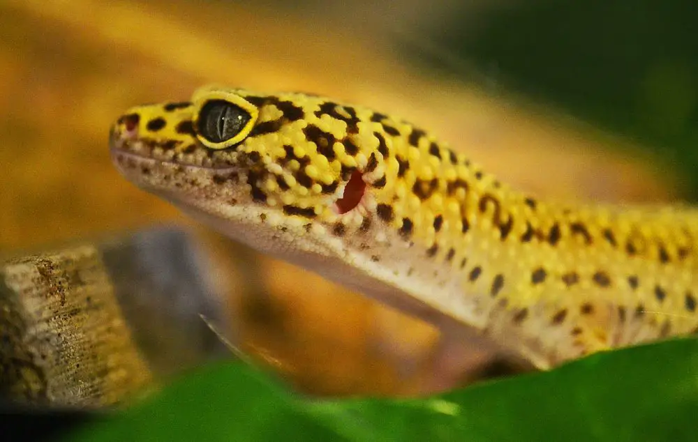 a photo of a interested looking leopard gecko