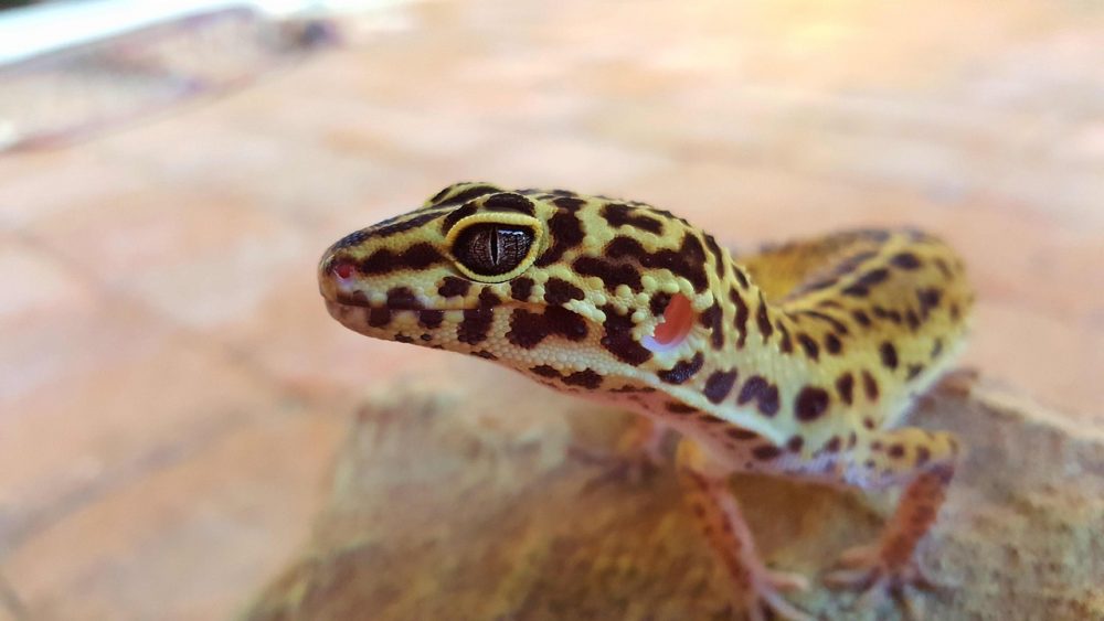 a photo of a leopard gecko resting on a rock.