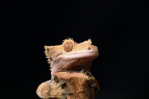 Will a crested gecko starve itself?