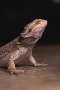 a photo of a bearded dragon staring at the camera.