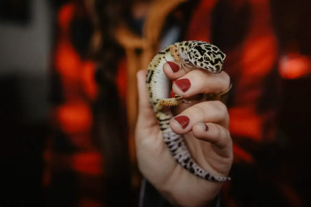 Do leopard geckos like to be petted