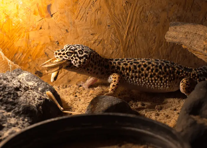 a leopard gecko out its hide eating a cricket
