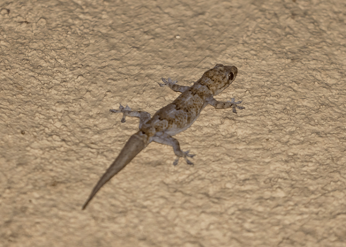 Are common house geckos dangerous