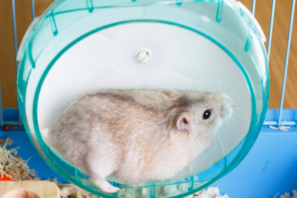 A hamster in a solid plastic wheel