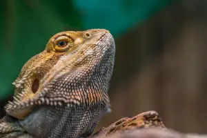 Can bearded dragons eat red peppers?