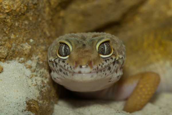 A photo of a leopard gecko staring