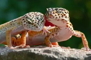 Can leopard geckos live with other lizards?