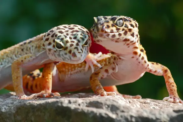 If you’ve got a leopard gecko, you might wonder whether he’d be happy with a tank mate. So, can leopard geckos live with other lizards? 