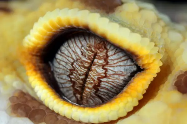 A close up of a leopard geckos eye
