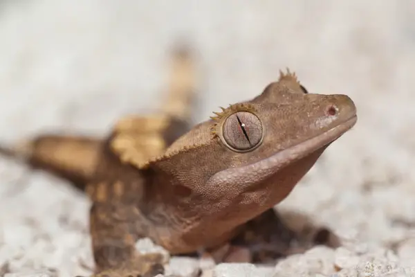 A photo of a crested gecko staring at its owner