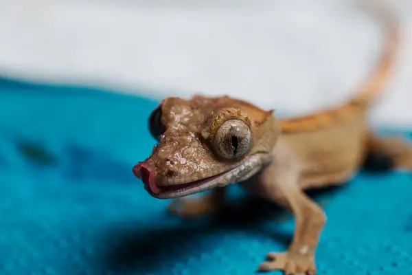 A photo of my crested gecko when it was a baby and had just hatched
