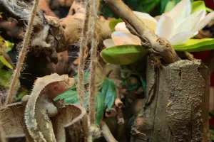My crested gecko hiding in its vertical terrarium that I bought it